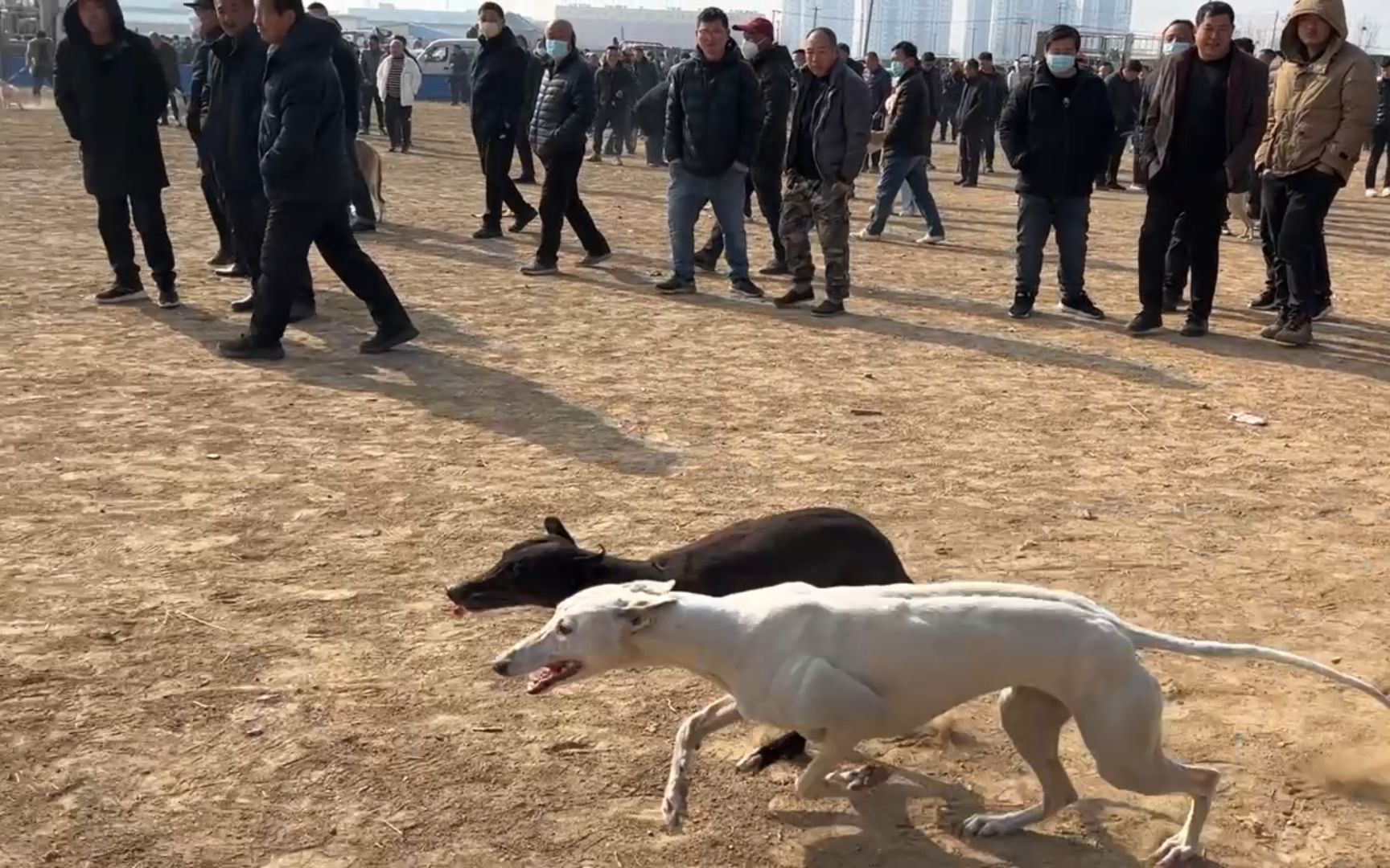 细犬比赛,细犬比赛🐾速度与优雅的完美融合