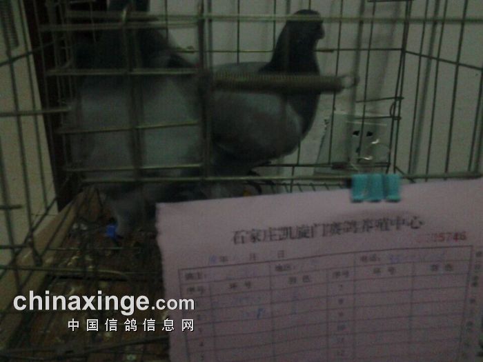 石家庄信鸽最新通告，展翅翱翔，与时俱进