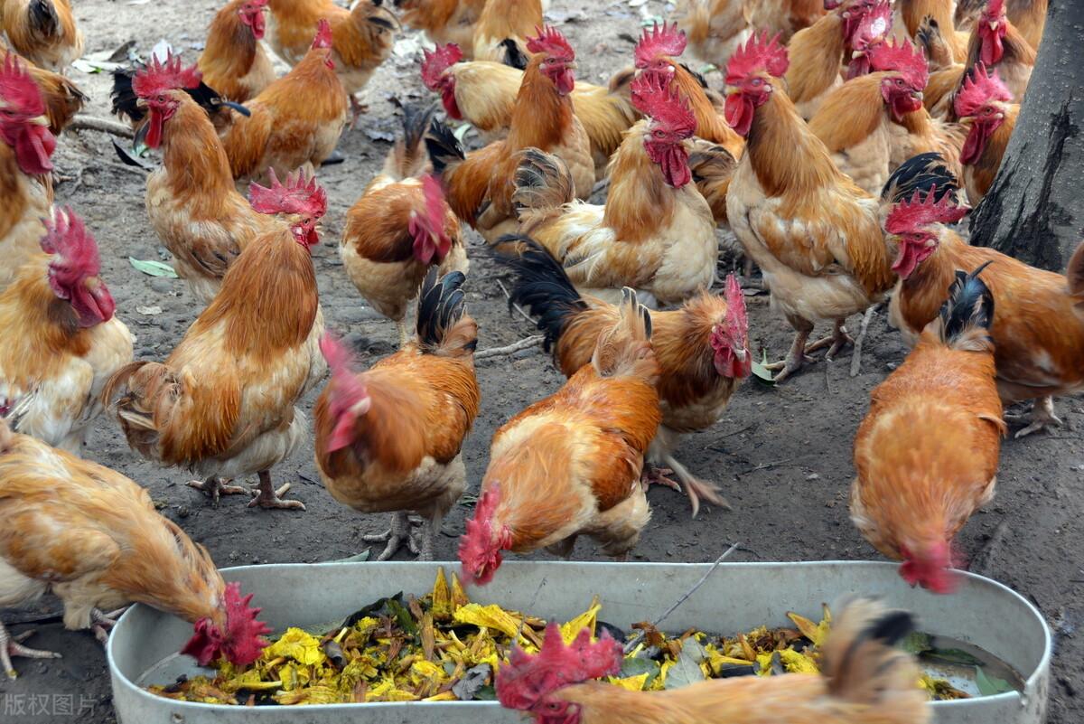 今日毛鸡价格行情报价及分析📈🐓
