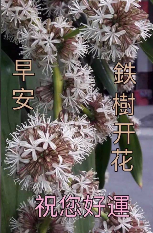 2017年最新早晨问候图片，探讨与观点阐述