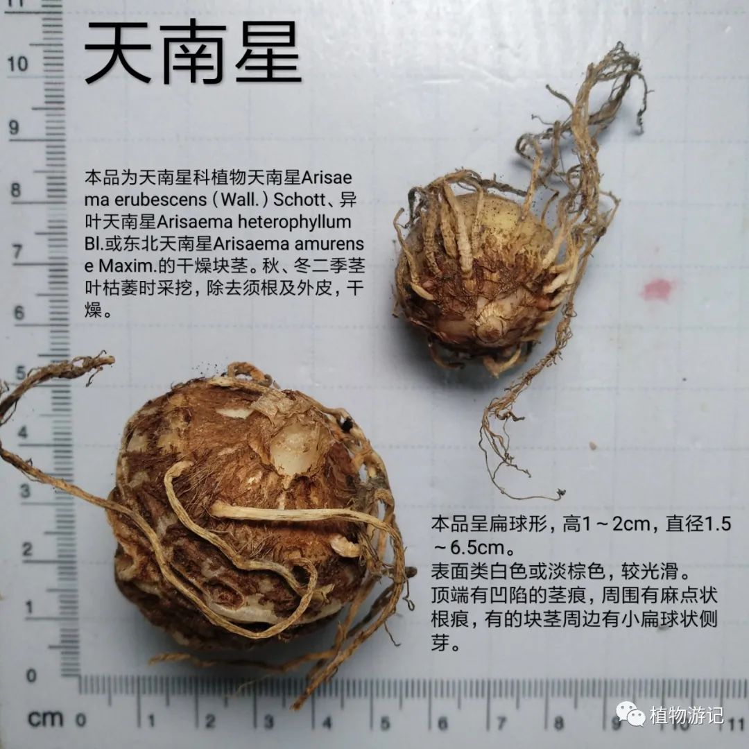 最新南星交易价格揭秘，价格动态一网打尽！