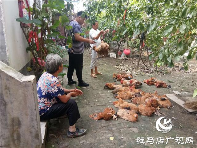 夏枯草的价格与小巷深处的独特邂逅
