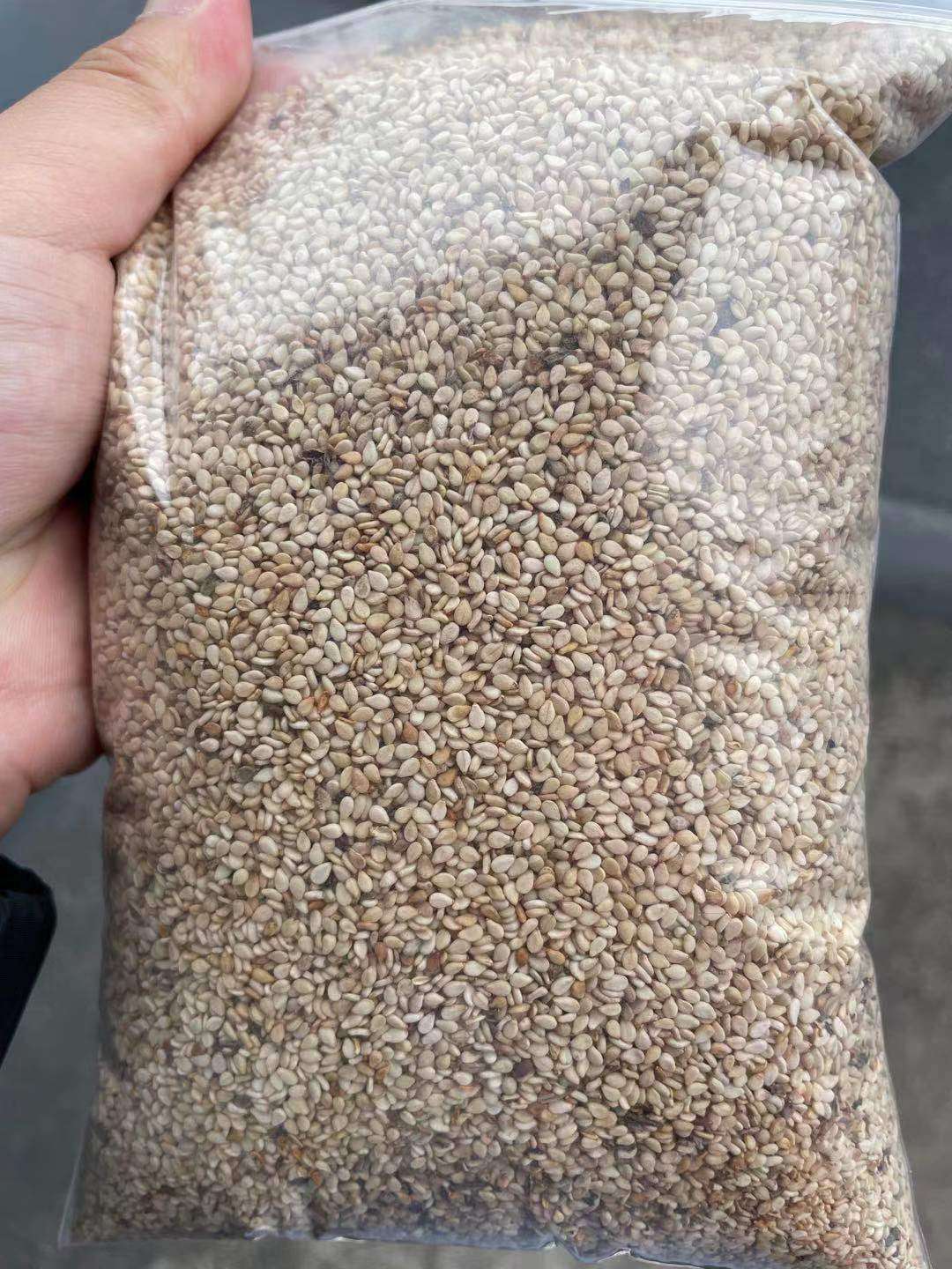 埃塞芝麻价格实时动态揭秘，小巷中的芝麻香气秘境