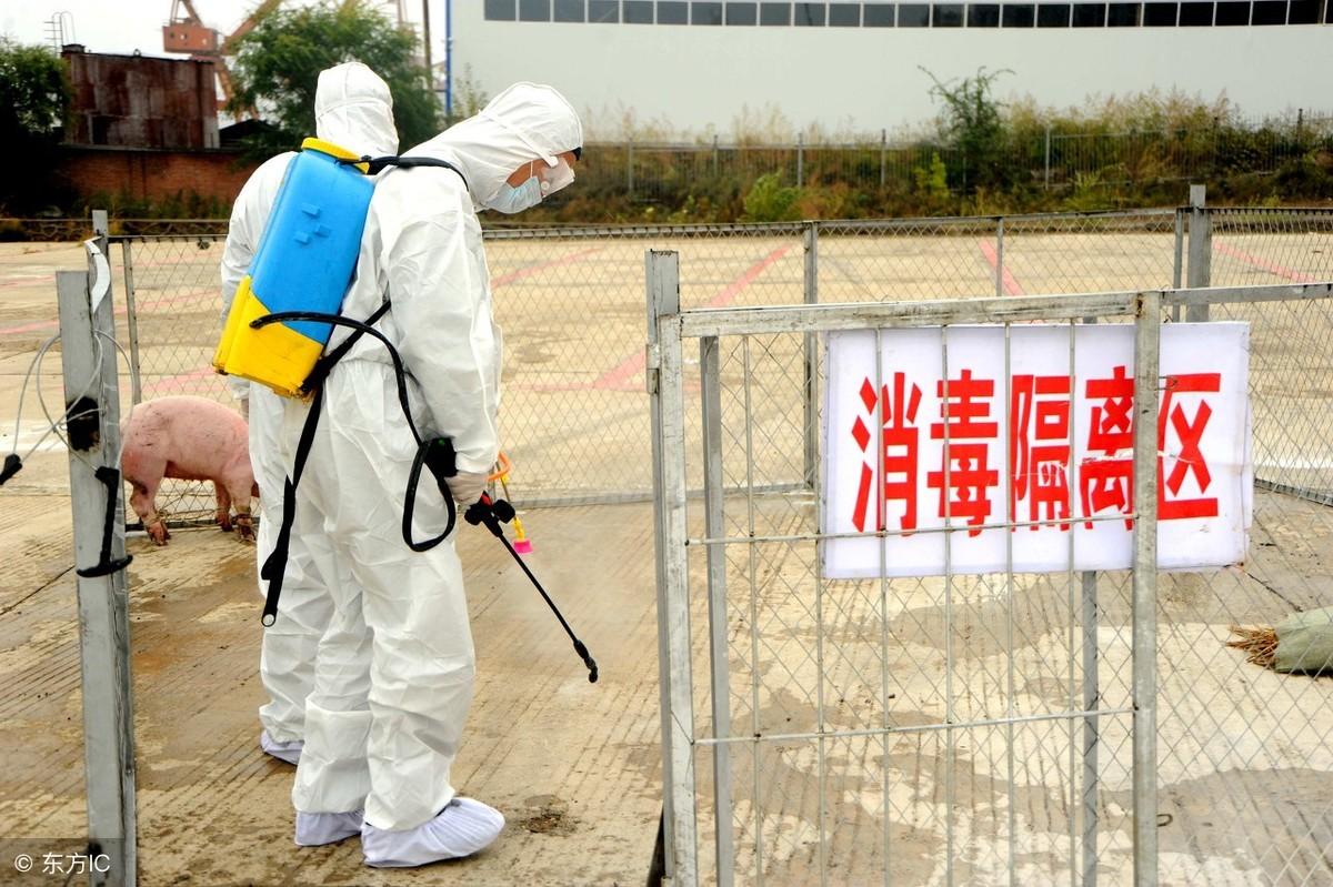 疫情最新动态国内,疫情最新动态下的温馨日常